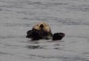 Sea Otter: SE Alaska, Spring 2016